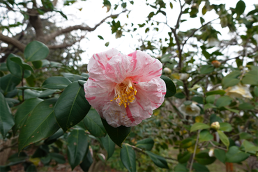 DSC05992_R