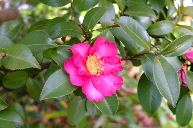 藍川京 の部屋 椿の季節に Livedoor Blog ブログ