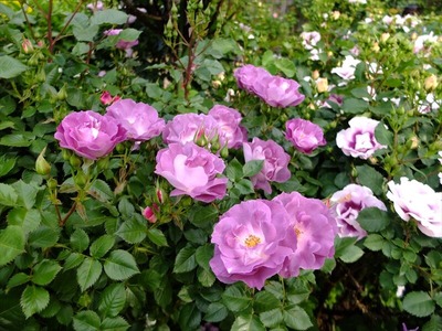 DSCF2413_R