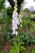 DSCF2080_R