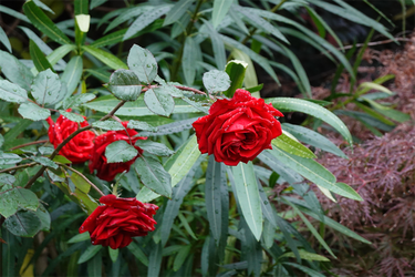 DSC08543_R