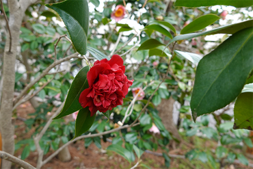DSC05995_R