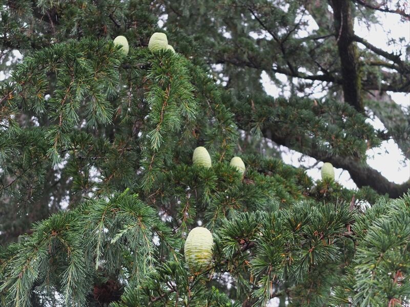 藍川京 の部屋 京都府立植物園 ６月 ヒマラヤスギの実 Livedoor Blog ブログ