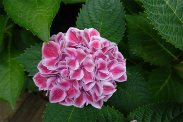 DSC08316_R