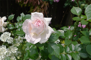 DSC07531_R
