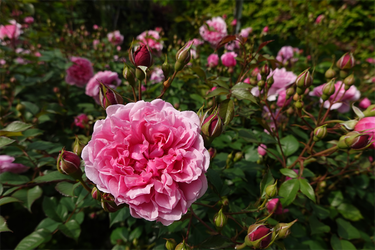 DSC07005_R