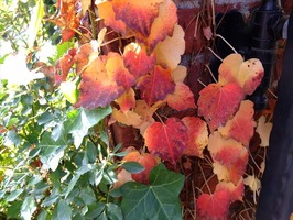 DSCF6003_R