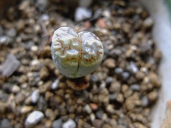 DSCF4869_R