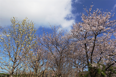 DSC06422_R