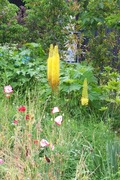 DSCF2915_R