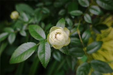 DSC07369_R