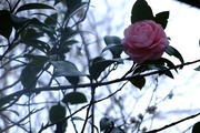 DSCF9929_R