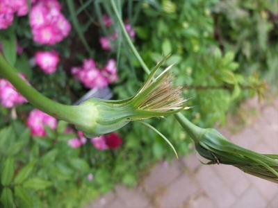 DSCF3523_R