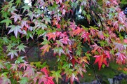 DSCF7518_R