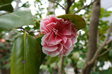 DSC06026_R