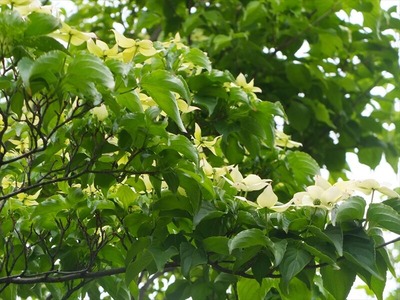 DSCF2706_R