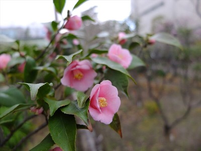 DSCF1220_R