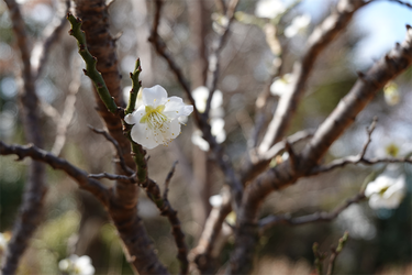 DSC00249_R