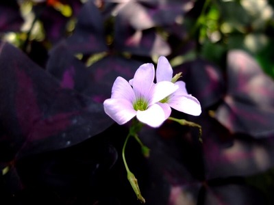 DSCF5484_R
