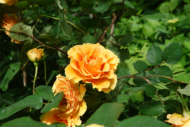DSC07561_R