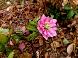 DSCF6733_R