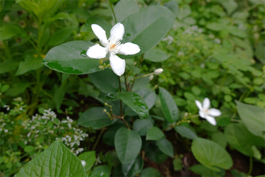 DSC09050_R