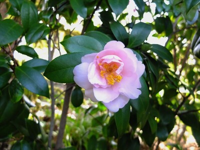DSCF4873_R