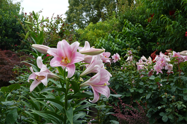 DSC08320_R