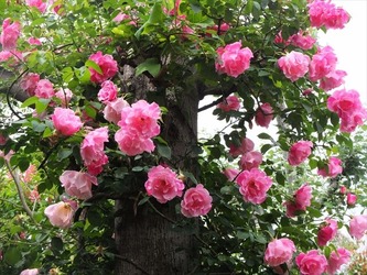 DSCF0137_R