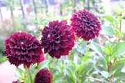 DSCF5418_R