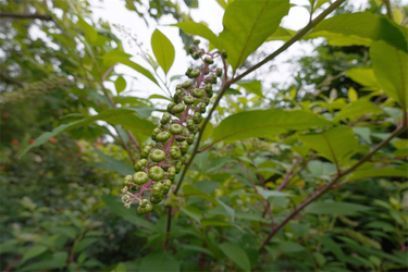 DSC08927_R