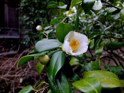 DSCF1226_R