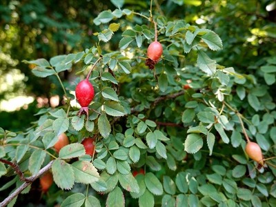 DSC01441_R