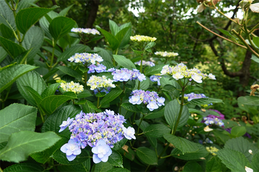 DSC08141_R