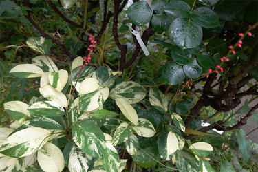 DSC08528_R