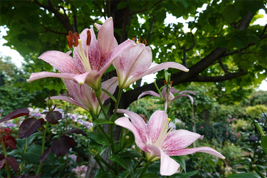 DSC08441_R