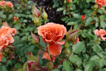 DSC06834_R