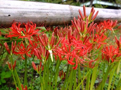 DSCF8542_R