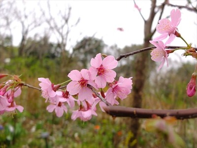 DSCF1465_R