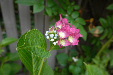 DSC08209_R