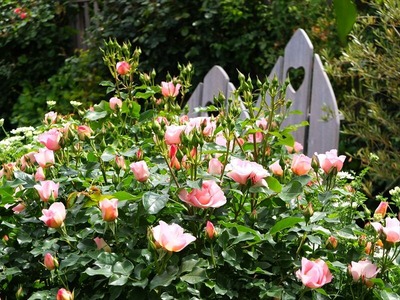 DSCF2883_R