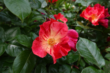 DSC07580_R