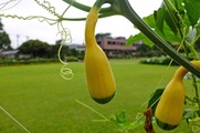 DSCF3904_R