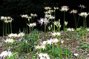 DSCF5291_R