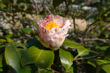 DSC06266_R