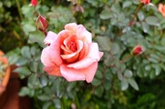 DSCF6342_R