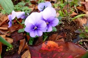 DSCF8137_R