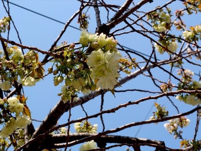 DSCF8273_R