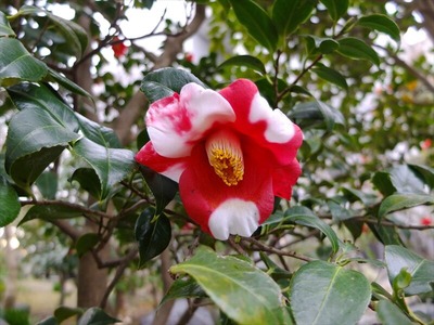 DSCF1237_R