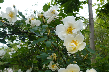 DSC06900_R